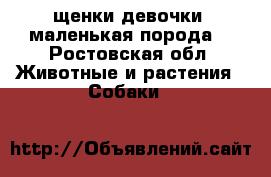 щенки девочки  маленькая порода  - Ростовская обл. Животные и растения » Собаки   